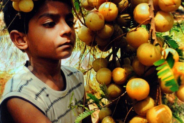 Consolation---'Goose-Berry'--Vijayabhakara-Rao,-Vijayawada