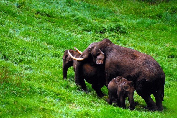 Consolation-Prize---Babu-Thomas,-Rajakad