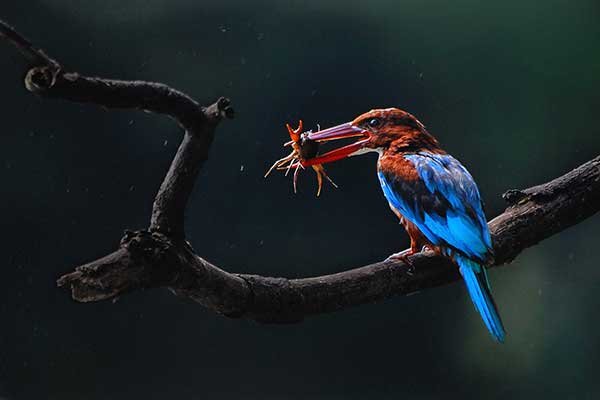 Consolation-Prize----Prosenjit-Lodh,-Kolkata