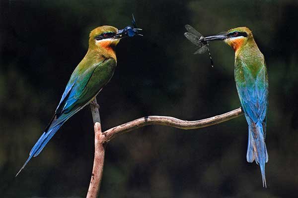 Consolation-Prize--Shive-K,-Bangalore