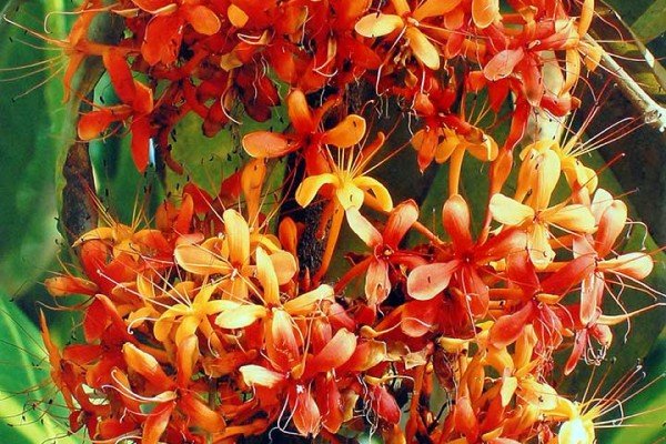 Consolation----'Saraca'-Karthika-D,-Trivandrum