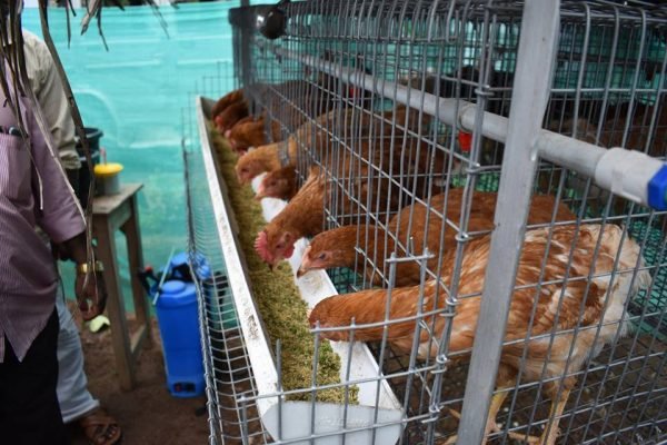 19030708_1095984257198529_4881621216283523906_n