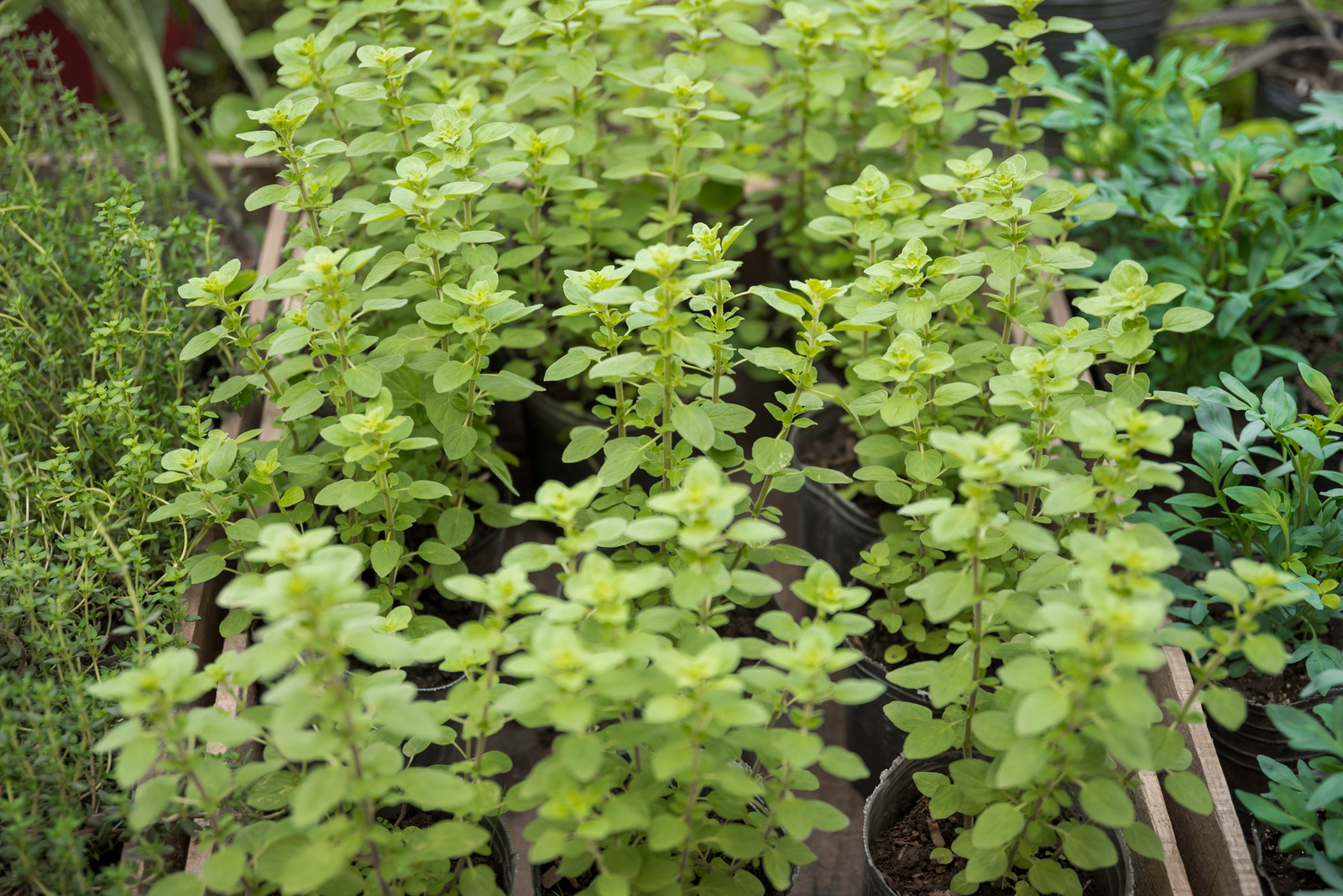 Urban Home Herbal Gardens in Thiruvananthapuram city, Kerala through Grow bag Cultivation: An Innovative…