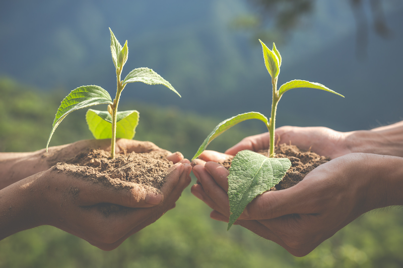 Propagation and enrichment/augmentation planting of selected medicinal plants in Venganoor  Grama Panchayat…