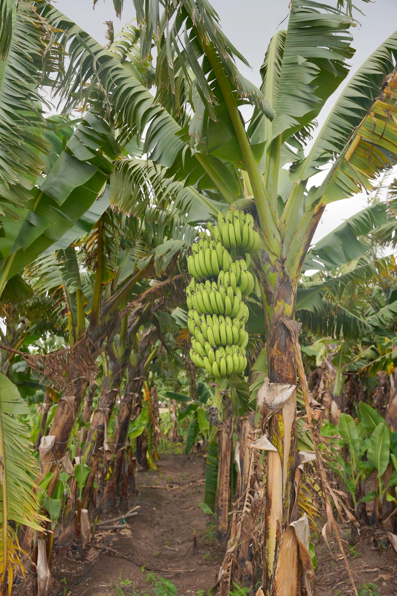 On farm trial of cassava bio-pesticides against borer pests of banana in Kerala.